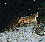Image de Wildlife Photographer of the Year: Portfolio 18