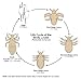Lice Eradicator Foam Mousse 1 Gallon Refill Bottle / Non-Toxic, Natural Lice Treatment, Soothing Peppermint Formula / 128 Ounce Bottle