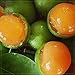 Fresh Spanish Limes (genip,quenepa,mamoncillo,limoncillo) 2 Lbs - UPS 2nd day air