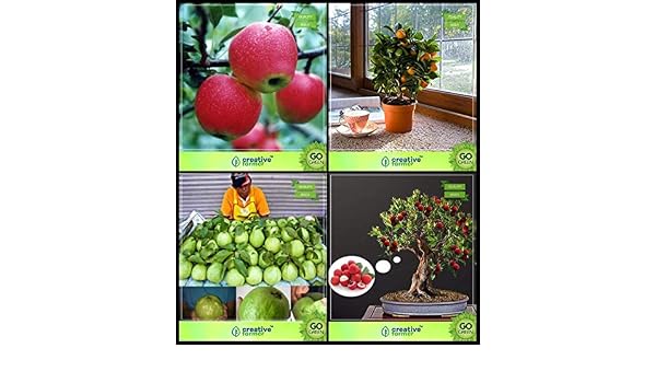 BloomGreen Co.. Las Semillas de la Planta Co BloomGreen Combo de ...