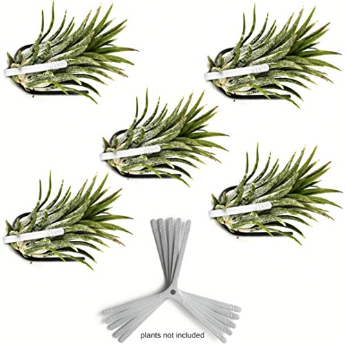 Air Plant Holder for Vertical Garden 5 Pack Wall Planter for House Plants, Hanging Plant and Tillandsia Air Plants Living Wall Terrarium. Great Wall Decorations for Living Room | No plants included S5