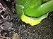 Ashitaba Plant (Aka Tomorrow's Leaf)-Organic