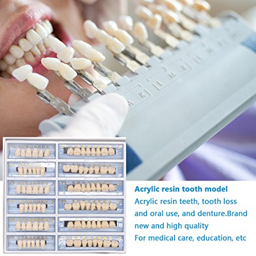 Oral Dentistry 168pcs/set Dental Complete Acrylic Resin Denture Dental Teeth Upper+Lower Shade 23 A2 Oral Care Whitening Tooth Model Dental Materials - Thumbnail 6