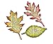 Sizzix, Tattered Leaves Bigz Die , Tim Holtz