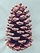 Bixby Blossom Farms Bag of 10 Pine Cones