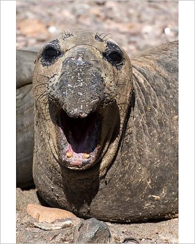 Amazon の写真印刷キタゾウアザラシwith Its口wide Open アートフレーム ポスター オンライン通販