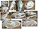 Innoverse Real Bone Coyote Raccoon Muskrat Mink Skunk Skull Taxidermy Bone (All 5 Skulls Combo)