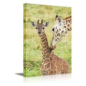 Wild Animals Series Giraffes Stretched and