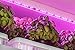 Grow Light Strip, OxyLED 13W 6foot 108 LED Plant Lights, Grow Lights for Indoor Plants, Waterproof Grow Lamp for Indoor Plants Hydroponics Greenhouse Gardening,M-01(3 x Lamp), 2-Pack