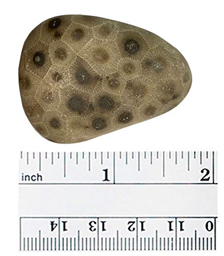 4 Petoskey+Stone+Polished+Michigan+Natural
