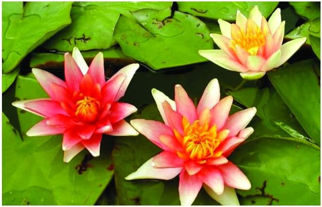 Nymphaea Sioux - Small Water Lily - Potted - Fish or Wildlife Pond and bog Aquatic Plants