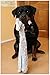 PAWZ Road Dog Chew Toy No Stuffing Squeaky Dog Toy 3 PCS Durable Dog Plush Toy