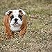 Bulldogs 2019 16 Month Wall Calendar 12 x 12 Inches