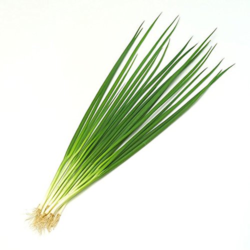 Afco 100Pcs Organic Shallot Green Onion Vegetable Seasoning Seeds Garden Bonsai Plant Wonderful Gardening Gifts