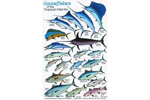 INNOVATIVE SCUBA CONCEPTS New Submersible Fish ID Card & Pocket Guide for Scuba Divers, Snorkelers & Fishermen - Gamefishes of The Tropical Atlantic