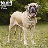 Mastiff Calendar - Dog Breed Calendars - 2019 - 2020 Wall Calendars - 16 Month by Avonside (Multilin by 