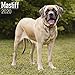 Mastiff Calendar - Dog Breed Calendars - 2019 - 2020 Wall Calendars - 16 Month by Avonside (Multilin by 