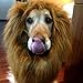 Lion Mane Costume, PanDaDa Dog Lion Wig for Dog Large Pet Holloween Christmas Festival Party Fancy Hair Dog Clothes