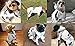 Scheppend Original Adidog Pet Clothes for Dog Cat Puppy Hoodies Coat Doggie Winter Sweatshirt Warm Sweater Dog Outfits, White Extra Large