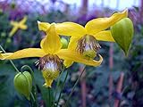 Helios Clematis - Tangutica -The Best Yellow - 2.5