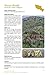 Sonoran Desert Food Plants:: Edible Uses for the Desert's Wild Bounty