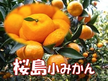 Amazon 鹿児島桜島産 訳あり 桜島小みかん 約4kg ご家庭用 サイズは大きめか小さめ スター鹿児島 みかん 柑橘類 通販