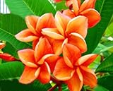 20 Fresh Seeds Plumeria Agave Rare Real Orange-special