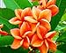 20 Fresh Seeds Plumeria Agave Rare Real Orange-special www