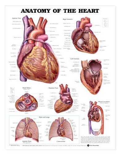 Anatomy of The Heart Anatomical Chart - //medicalbooks.filipinodoctors.org
