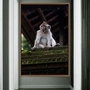 signwin Framed Canvas Wall Art Monkey Animals Expressive...