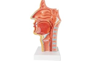 EVOTECH SCIENTIFIC Life Size Nasal Oral Cavity Throat 1:1 Human Nasopharynx Laryngopharyngeal Nasal Cavity, Oral Cavity, Pharynx, Larynx, Anatomical Model,