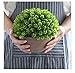 Supla Big 8.5 x 11 inch Artificial Topiary Plant Top Plant in Planter Plastic Potted Plant with Pot Plants in Weathered Pot Artificial Topiary Tree Ball Plants
