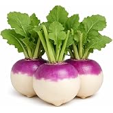 Purple Top White Globe Turnip Seeds &ndash; Round White Roots with Purple Crown, Everyday Kitchen Use, In-Ground, Raised Bed &amp; Container Gardens