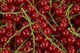 HEIRLOOM NON GMO Rare Buffalo Berry 25 Seeds