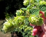 Willamette Beer Hops Vine - Humulus - Grow your own Beer - 2.5