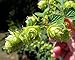 Willamette Beer Hops Vine - Humulus - Grow your own Beer - 2.5