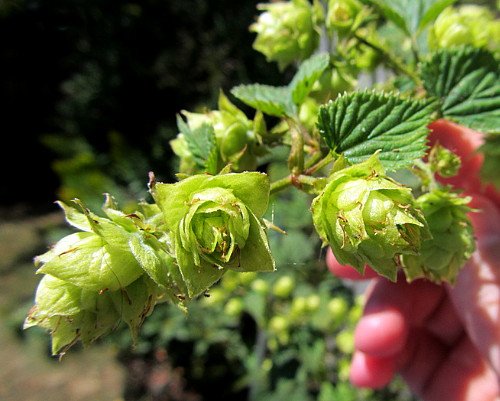 Willamette Beer Hops Vine - Humulus - Grow your own Beer - 2.5