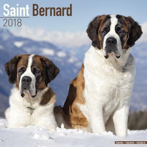 shein bernard dog