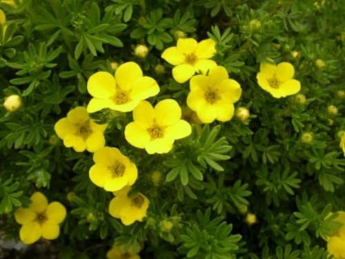 Potentilla- Dasiphora. Fruticosa (Cinquefoil, Tundra Rose) (3 (5" Plants), Goldfinger - Yellow)