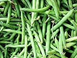 Organic Blue Lake Bush Bean 75 Seeds #0603 Item Upc#650348691943
