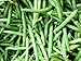Organic Blue Lake Bush Bean 75 Seeds #0603 Item Upc#650348691943
