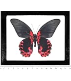 Amazon.com: BicBugs Urania ripheus Sunset Moth Verso Real Framed