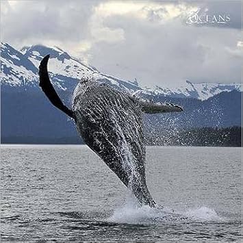 Amazon Nouvelles Images Alaska ポスター アラスカ ハンプバック クジラ ブリーチング ハンプバック クジラ ジャンプ 30x30 Cm Sprung Eines Buckelwals Alaska Francois Sarano アートフレーム ポスター オンライン通販