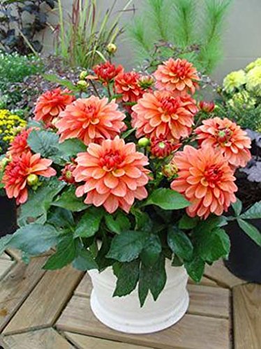 Creative Farmer Flower Seeds : Giant Dahlia Seeds For Planting Flowered Bright Flower Seeds Hybrid - Garden Flower Seeds Pack