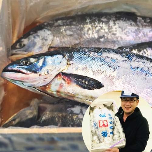 Amazon ウオス 札幌の水産直営店 進風水産 国産 新巻鮭 塩漬け 北海道産 2kg 鮭 サケ まるごと一本 産地直送 贈答 ギフト 5尾 1本姿まんま 加工なし ウオス 進風水産 鮮魚 通販