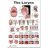Blue Tree Publishing Larynx Poster, Voice, Education, Vocal Folds, Mouth, Head Cutview, Vocal Pathology, Size 12x17inch