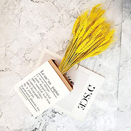 Beau Jour Natural Dried Wheat Sheaves 100 Stems for Autumn Arrangements DIY Home Decor (Gold)