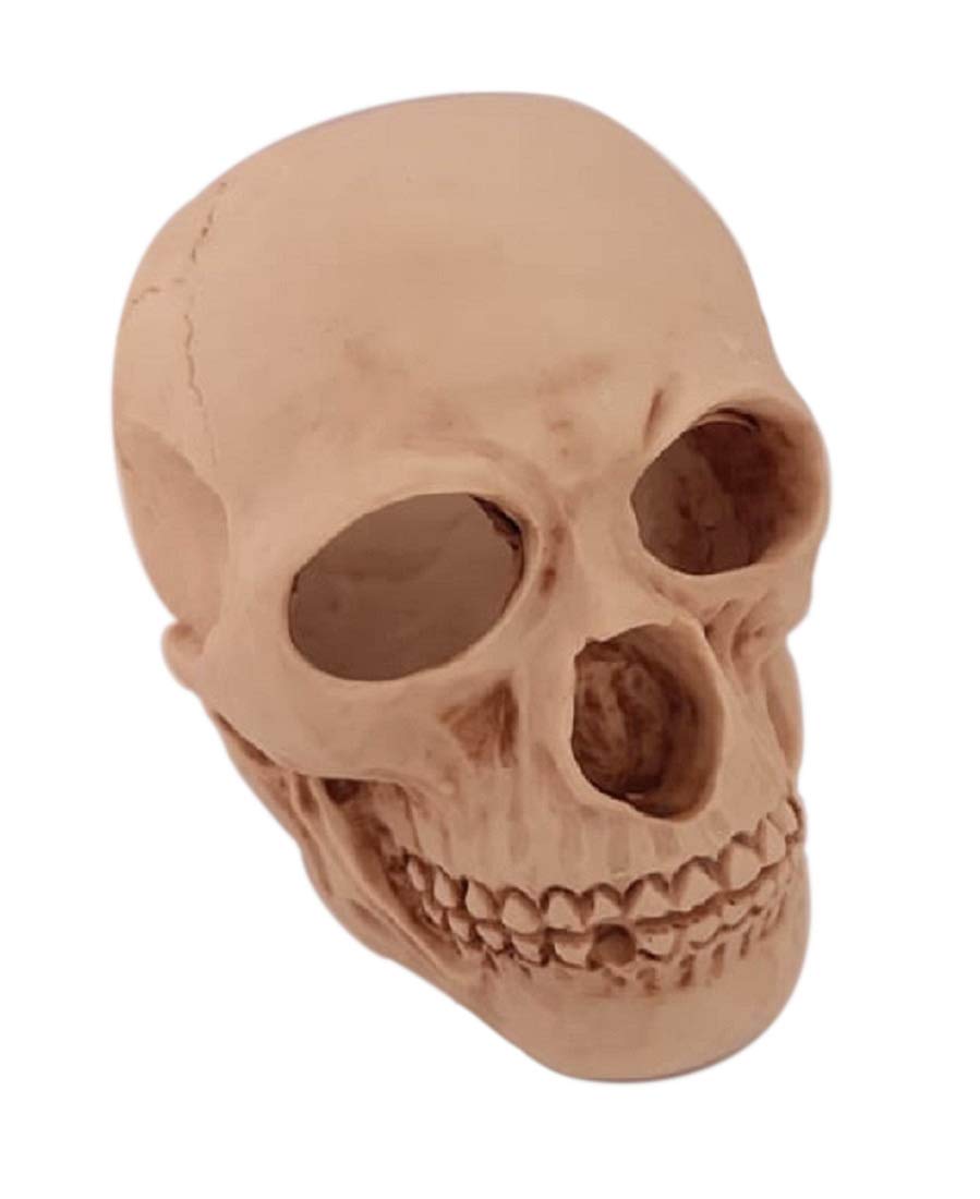Eurofusioni Skull Organiser Paperweight - Ornament Figurine - Statuette Ideal for gifts - Small hand painted resin Statue - H 3,9 in