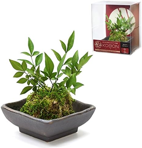 Amazon Co Jp プリザーブドグリーン インテリアグリーン 観葉植物 盆栽 ミニ 苔 プリザーブドフラワー Kobon 南天 苔玉 ホーム キッチン
