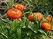 100 ORANGE DOUBLE STRAWFLOWER Helichrysum Monstrosum Flower Seeds
